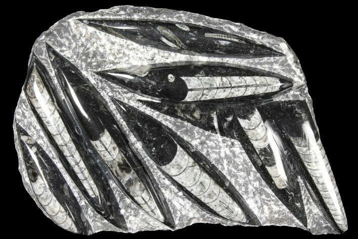 Polished Fossil Orthoceras (Cephalopod) Plate - Morocco #127722